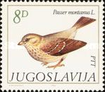 Eurasian Tree Sparrow (Passer montanus)
