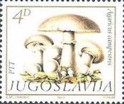 Agaricus campestris