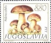 Cep (Boletus edulis)