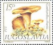 Cantharellus cibarius