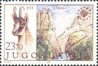 Chamois (Rupicapra rupicapra), National Park Sutjeska