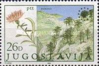 Centaurea, Biokovo  Nature Park