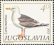 Great Black-backed Gull (Larus marinus)