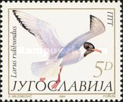Black-headed Gull (Larus ridibundus)
