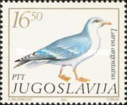 European Herring Gull (Larus argentatus)