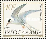 Common Tern (Sterna hirundo)