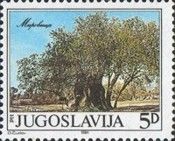 The Old Olive Tree in Mirovica Near Bar