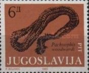 Fossil - Pachyophis woodyardi
