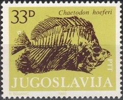 Fossil - Chaetodon hoeferi