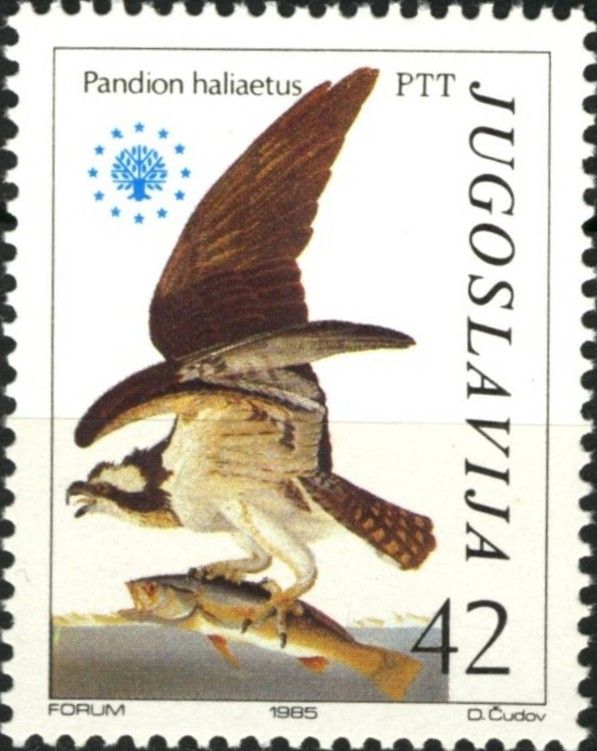 Osprey (Pandion haliaetus)