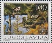 Tara canyon in Durmitor National Park