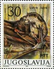 Eurasian Otter (Lutra lutra)