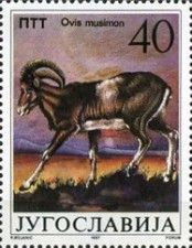 Mouflon (Ovis ammon musimon)