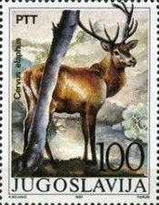 Red Deer (Cervus elaphus)
