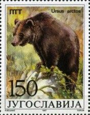 Brown Bear (Ursus arctos)