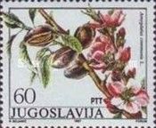 Almond Tree (Amygdalus communis)