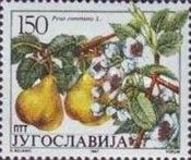 Pear Tree (Pirus communis)
