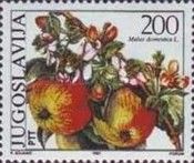 Apple Tree (Malus domestica)