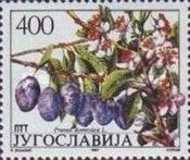 Plum Tree (Prunus domestica)