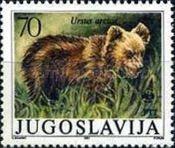 Brown Bear (Ursus arctos)