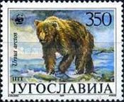 Brown Bear (Ursus arctos)