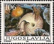 Great Top Shell (Gibbula magus)