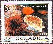 Mediterranean Scallop (Pecten jacobaeus)