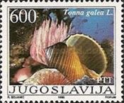 Giant Tun (Tonna galea)