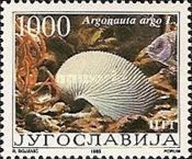Greater Argonaut (Argonauta argo)