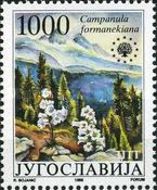 Campanula formanekiana
