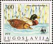 Mallard (Anas platyrhynchos)