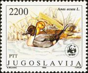 Northern Pintail (Anas acuta)