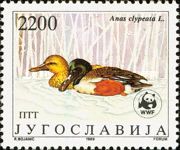 Northern Shoveler (Anas clypeata)
