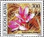 Bulbocodium vernum L.