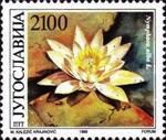 Nymphaea alba L.