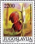 Fritillaria degeniana Wagn.