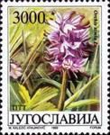 Orchis simia L.