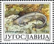 Wels Catfish (Silurus glanis)