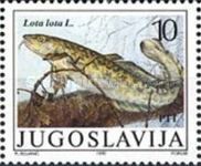 Burbot (Lota lota)