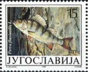 European Perch (Perca fluviatilis)