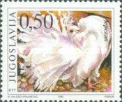 Fantail (Columba livia domestica)
