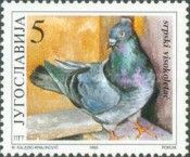 Serbian High Flier (Columba livia domestica)