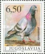 Carrier Pigeon (Columba livia domestica)