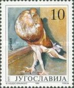Pouter (Columba livia domestica)
