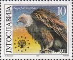 Griffon Vulture (Gyps fulvus)