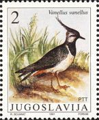 Northern Lapwing (Vanellus vanellus)