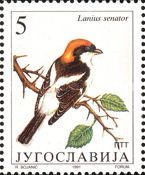 Woodchat Shrike (Lanius senator)