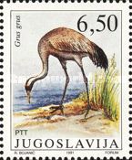 Common crane (Grus grus)