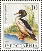 Common Merganser (Mergus merganser)