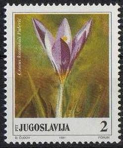 Crocus Kosaninii
